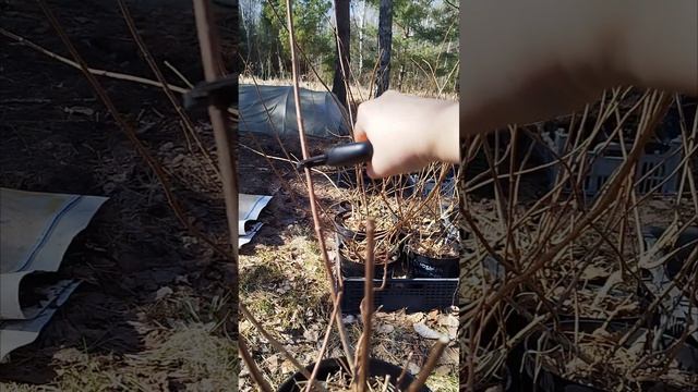 Весенняя обрезка метельчатых гортензий