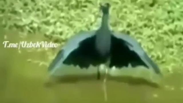 В Рамадан даже птицы не пьют воду смотреть онлайн