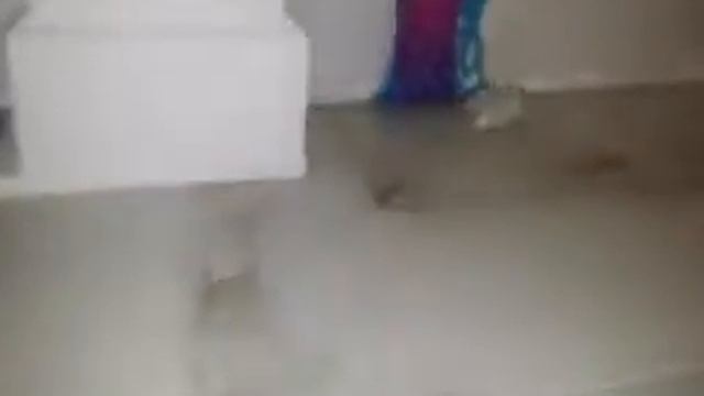 Хомяк《Санта》в Хомка-Лэнде смотреть онлайн