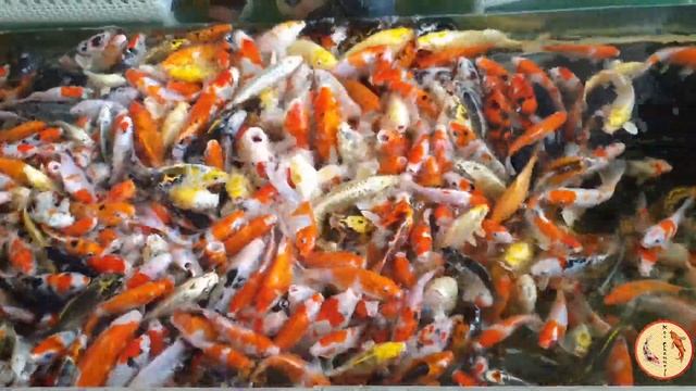 Amazing Koi Fish Tank Ideas part 123 | The Sea Vlog смотреть онлайн