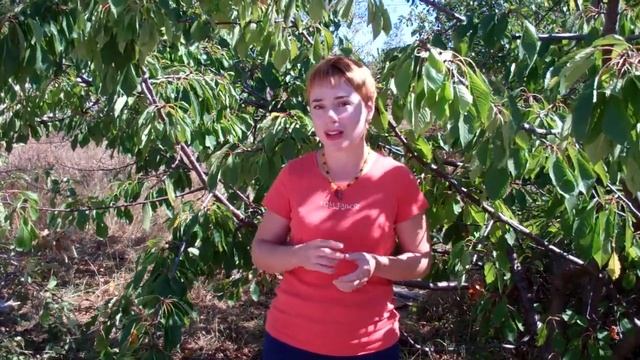 VID00008 смотреть онлайн