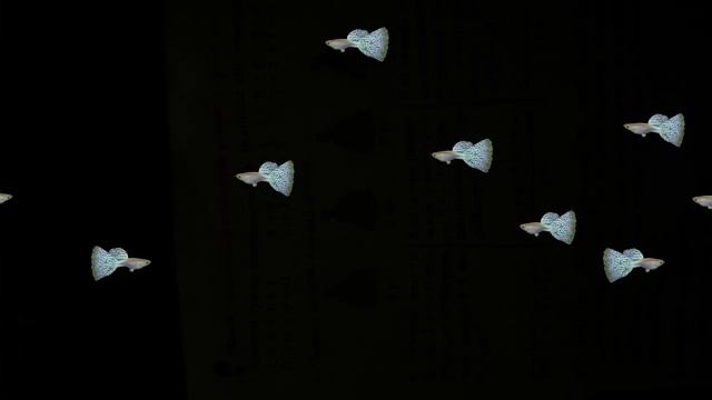 плавающие красивые рыбки смотреть онлайн