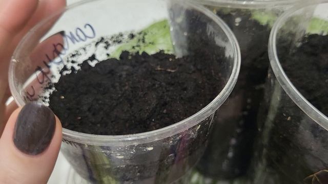 ЛОБЕЛИЯ ОДНОЛЕТНЯЯ И МНОГОЛЕТНЯЯ ИЗ СЕМЯН БЕЗ ПИКИРОВКИ! смотреть онлайн