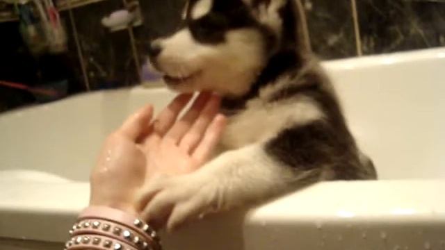 sibirskaja haski смотреть онлайн