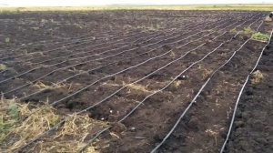 Посадка капусты в поле  Planting cabbage in the field