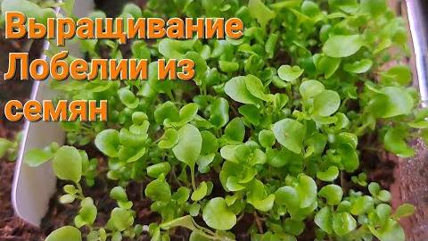 Рассада Лобелии. Выращивание Лобелии из семян смотреть онлайн