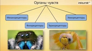 23. Класс Насекомые. Общая характеристика и значение