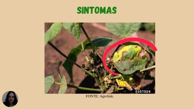 Antracnose - Feijão смотреть онлайн