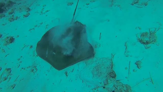 Дайвинг на Мальдивах смотреть онлайн