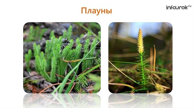 16. Плауны, хвощи, папоротники смотреть онлайн