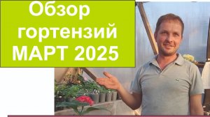 ОБЗОР ГОРТЕНЗИЙ КРУППНОЛИСТНОЙ  В ТЕПЛИЦЕ 9.03.25