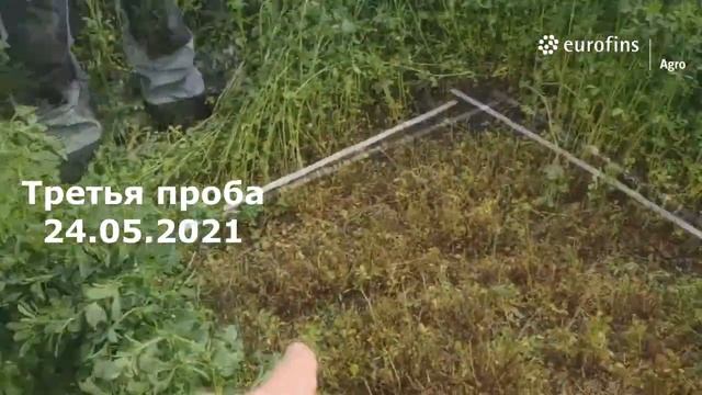 Оптимизация сроков укоса. Качество люцерны  Сезон 2021