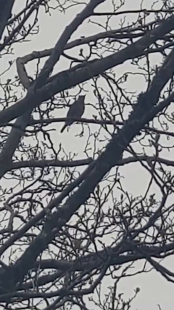 mistle thrush 3 смотреть онлайн