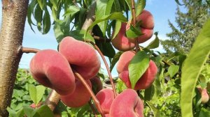 Персик Сатурн , обрезка на веретено .