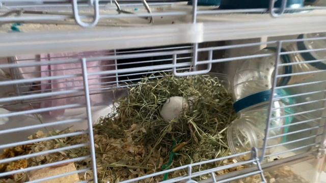 VLOG#1 |ЭКВАТОР БЕРЕМЕННОСТИ | ДОМАШНИЕ ДНИ | УБОРКА | МАНИКЮР