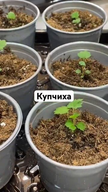 Своя клубника из семян #купчиха #клубника