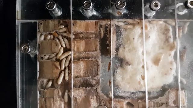 Bifiditermes rogeriae смотреть онлайн
