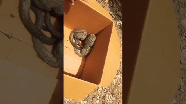 snake # release # 😱 ( honey # badger # release) 🙏 смотреть онлайн