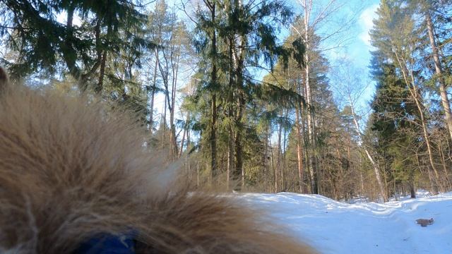 упряжка-2025-03-09-ника