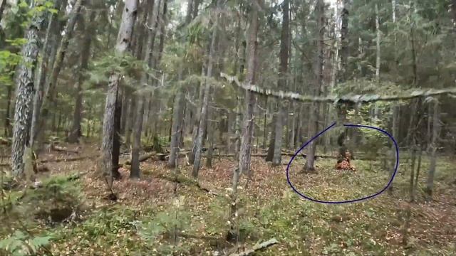 Спортивное ориентирование. Марафон смотреть онлайн