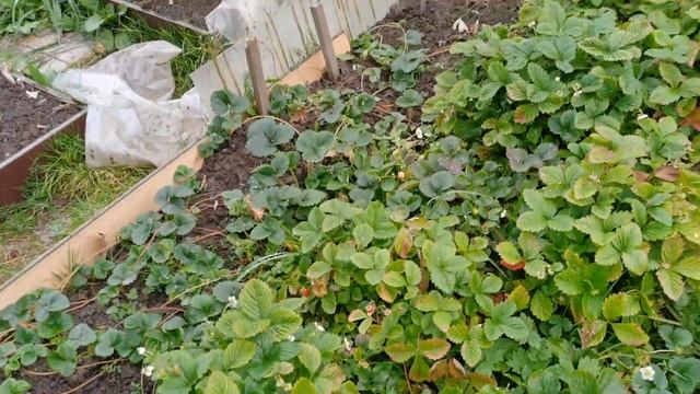 Крайний перец, ведро сладкого перца и крайний огурец 2023 10 06 смотреть онлайн