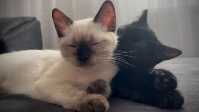 Умывашки смотреть онлайн