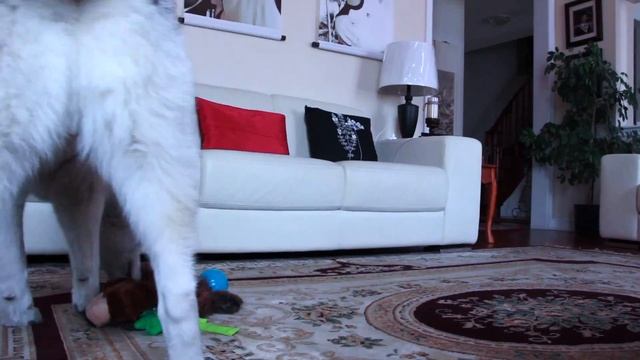 Maska Reacts To His First Talking Ball From PetQwerks