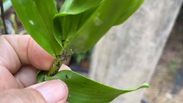 How To Identify And Treat Most Common Orchid Pests
