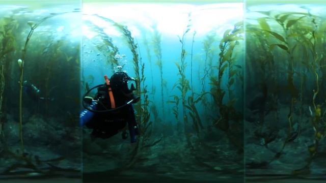 Scuba Diving in 360° with the USC Scuba Dive Club смотреть онлайн