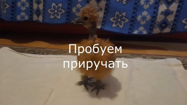 Мир шелковых кур