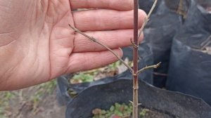 КИЗИЛ ИЗ КОСТОЧКИ - как вырастить.