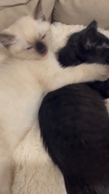 Умывашки (начало) смотреть онлайн