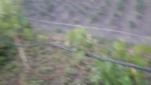 Подкормка по листу слабых кустов винограда. смотреть онлайн