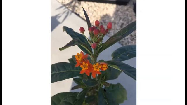How to Attract & Raise Monarch Butterflies - Beginner's Class 101. See best videos: 50:30 to 55:30. смотреть онлайн