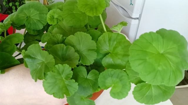 Если на Герани желтеют и скручиваются листья смотреть онлайн