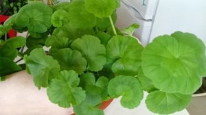 Если на Герани желтеют и скручиваются листья