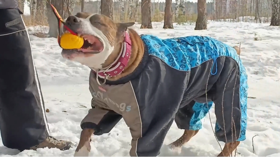 Терьеры | Воспитание | Коррекция поведения