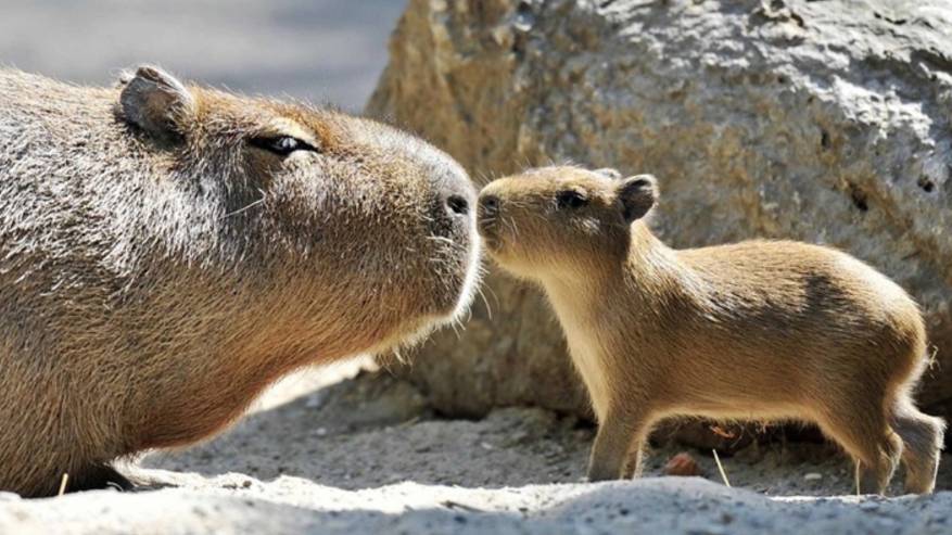 Самое дружелюбное существо на планете смотреть онлайн