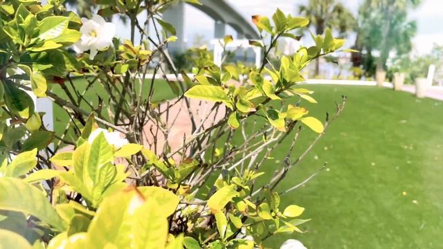 Crystal Ballroom at Sunset Harbor смотреть онлайн