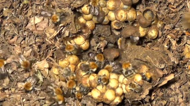 Nid de Bourdons смотреть онлайн