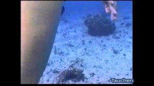 Погружение (Female diving underwater)