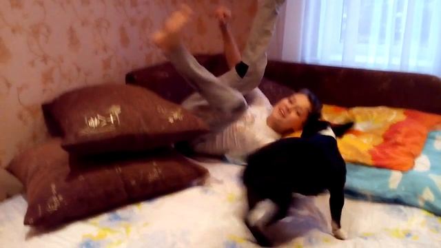 Собака ушастик смотреть онлайн