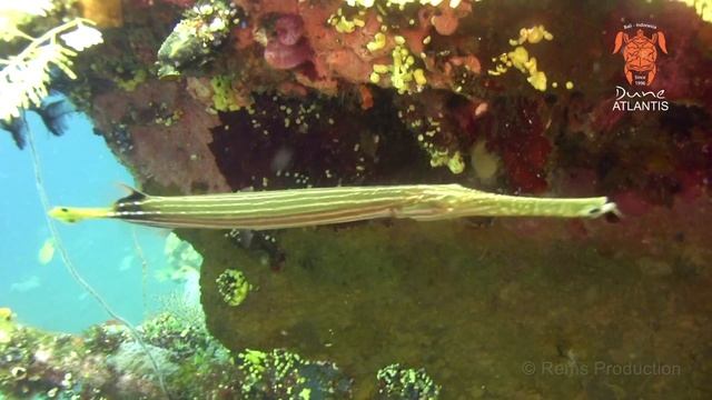 Diving In USAT Liberty Wreck, Bali (18 April 2016)