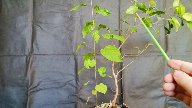 √4 беджамин3 (Бонсай)