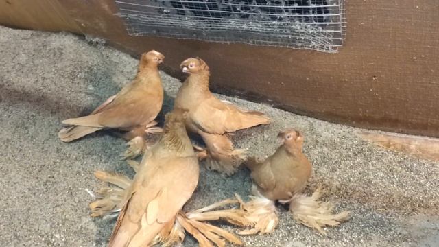 -Erich Taube- (Germany) usbekische Tauben 1 УЗБЕКСКИЕ ГОЛУБИ 1 смотреть онлайн