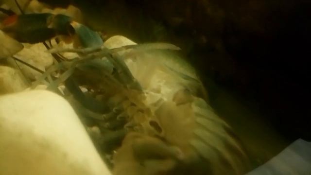 Австралийский Рак линяет. смотреть онлайн