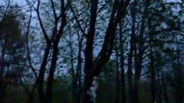 My foxterrier jumping смотреть онлайн