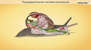 16. Тип Моллюски. Общая характеристика типа