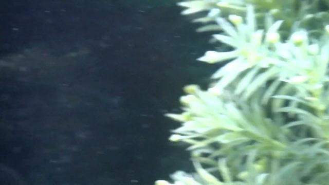 Malawi cichlid aquarium close up (HD) смотреть онлайн