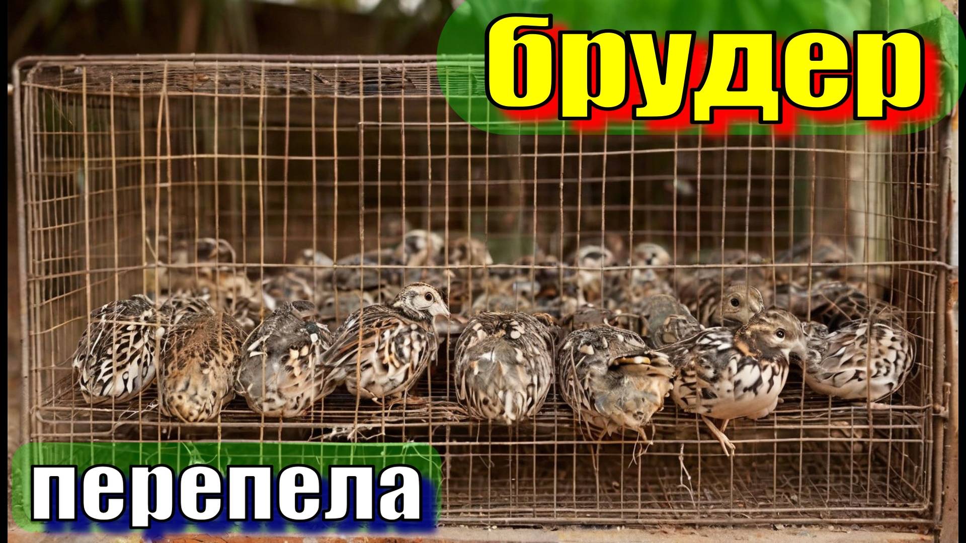 Брудер для перепелов своими руками 2 смотреть онлайн
